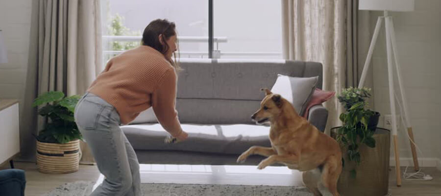 How to Manage a Dog That Jumps on Guests